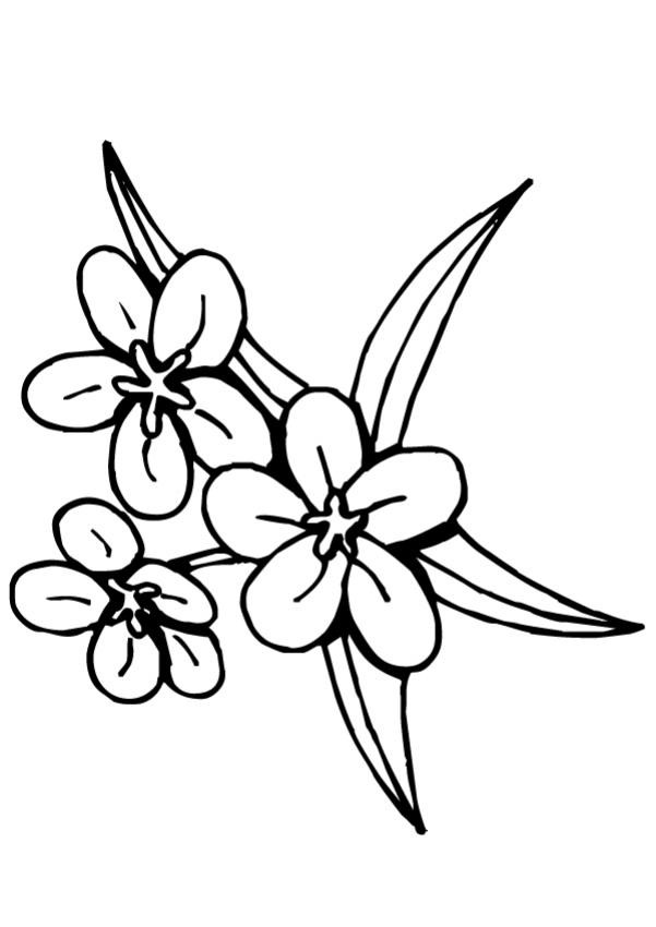 Coloriage Fleur Tiare Tahiti dessin gratuit à imprimer