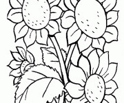 Coloriage Fleur Tournesol