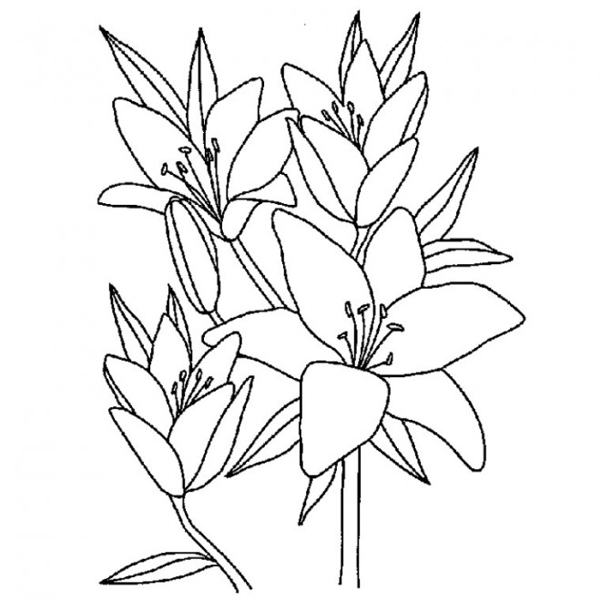 Coloriage Fleurs à Télécharger