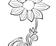 Coloriage La fleur Dahlia