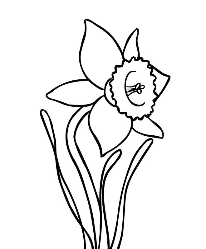 Coloriage et dessins gratuits La fleur de Jonquille à imprimer