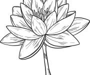 Coloriage La fleur de Nénuphar