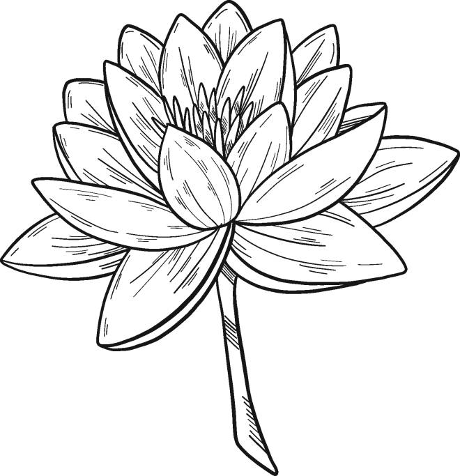 Coloriage et dessins gratuits La fleur de Nénuphar à imprimer