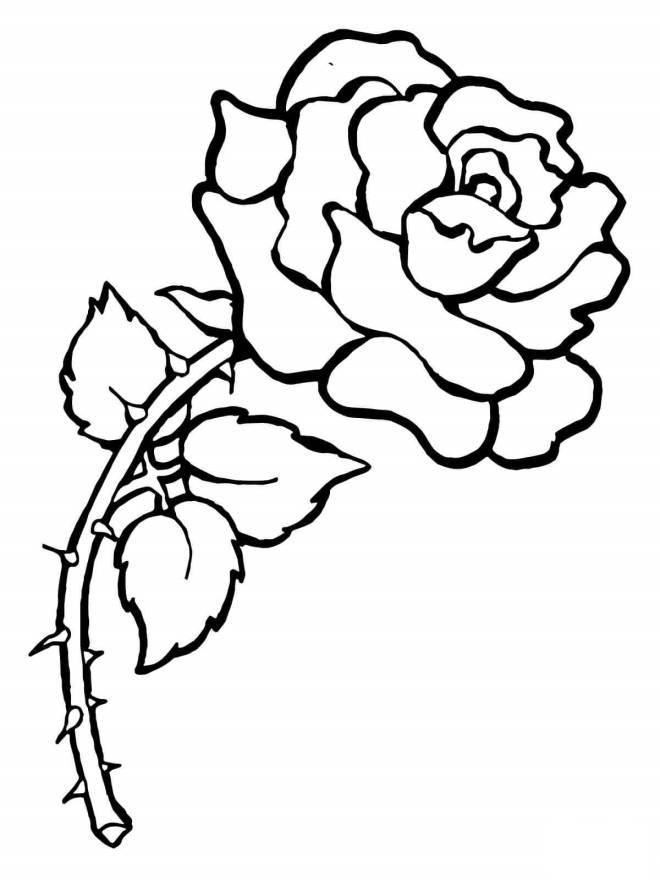 Coloriage et dessins gratuits Rose avec des épines à imprimer