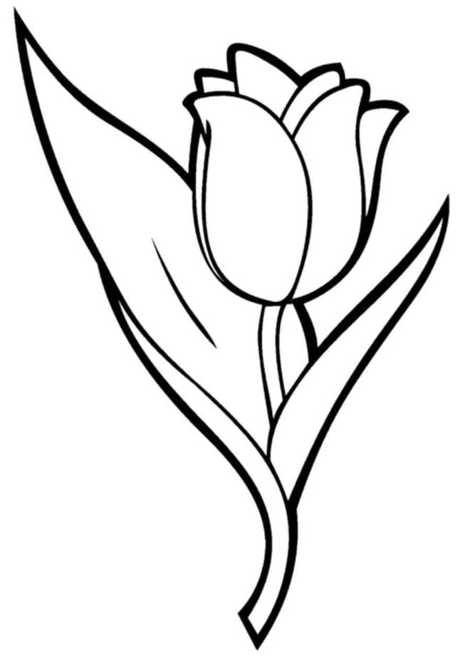 Coloriage et dessins gratuits Tulipe réaliste à imprimer