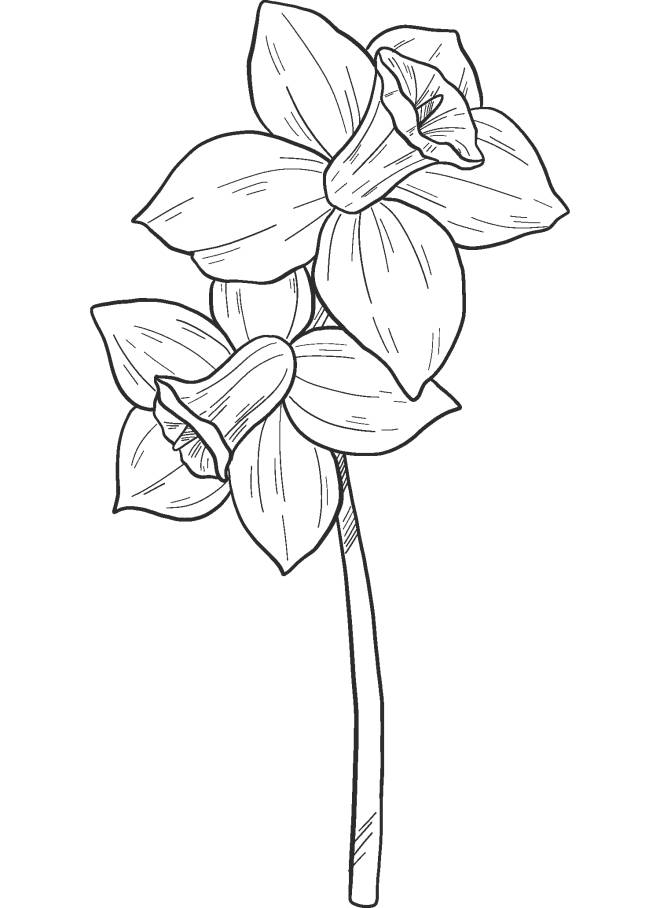 Coloriage et dessins gratuits Une fleur Narcisse à imprimer