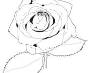 Coloriage Une jolie rose