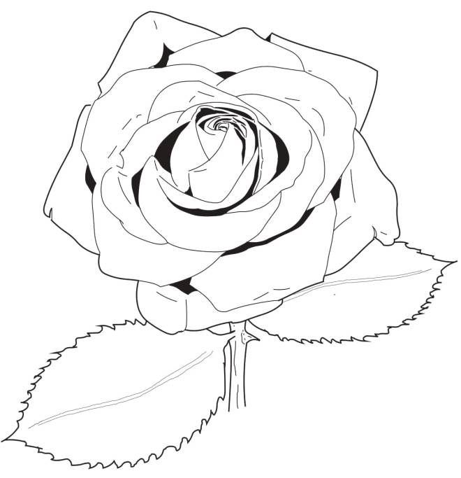 Coloriage et dessins gratuits Une jolie rose à imprimer