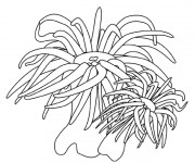 Coloriage Algues de mer