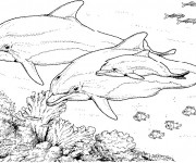 Coloriage Animaux Marins au crayon