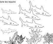 Coloriage Les Requins dans les Fonds Marins