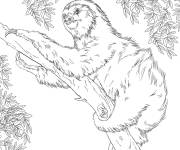 Coloriage Animal A&iuml;s de la foret