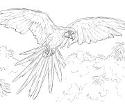 Coloriage Ara bleu ouvrant ses ailes