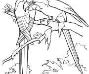 Coloriage Aras macaos dans la for&ecirc;t tropicale