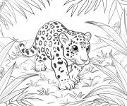 Coloriage B&eacute;b&eacute; Jaguar dans la foret tropicale