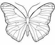 Coloriage Blue Morpho Butterfly tropicale