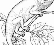 Coloriage et dessins gratuit Cam&eacute;l&eacute;on sur une branche à imprimer