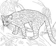 Coloriage Chat tigre de la for&ecirc;t tropicale