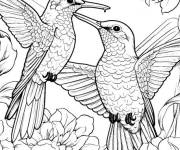 Coloriage Couple de Colibris