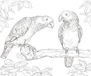 Coloriage Couple de perroquets dans la for&ecirc;t tropicale