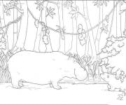 Coloriage D&eacute;couvrir la foret tropicale