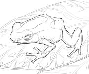 Coloriage Dendrobate adulte dans la for&ecirc;t tropicale
