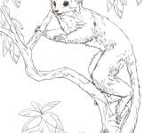 Coloriage Dessin de Galago du S&eacute;n&eacute;gal