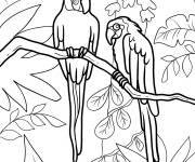 Coloriage Deux perroquets de Macao dans la foret tropicale