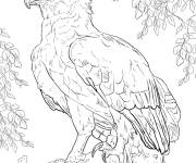 Coloriage Harpie perch&eacute; de la for&ecirc;t tropicale