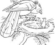 Coloriage et dessins gratuit Hoatzin et oisillons dans la foret tropicale à imprimer