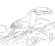 Coloriage et dessins gratuit Illustration de Toucan &agrave; car&egrave;ne à imprimer