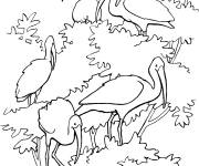 Coloriage et dessins gratuit Illustration des Ibis rouges à imprimer