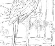Coloriage Image de couple d'Aras