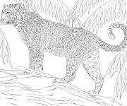 Coloriage Jaguar f&eacute;roce 