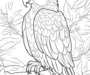 Coloriage Oiseau Ara dans la foret tropicale
