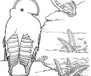 Coloriage et dessins gratuit Oiseaux Coq-de-roche orange à imprimer