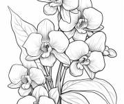Coloriage et dessins gratuit Orchid&eacute;es à imprimer