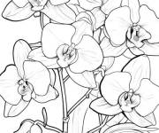 Coloriage Orchid&eacute;es dans la foret