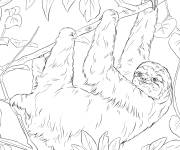 Coloriage Paresseux adulte dans la foret