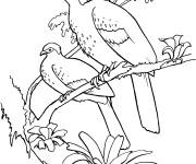 Coloriage et dessins gratuit P&eacute;n&eacute;lope &agrave; poitrine rousse sur l'arbre à imprimer