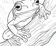 Coloriage Rainette aux yeux rouges