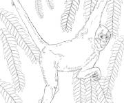 Coloriage Singe araign&eacute;e dans la for&ecirc;t tropicalec