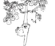 Coloriage Singe pendu sur l'arbre