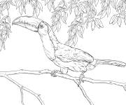 Coloriage Toucan &agrave; car&egrave;ne