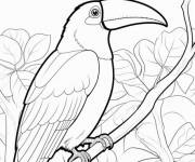 Coloriage et dessins gratuit Toucan adulte en ligne à imprimer