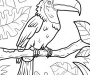 Coloriage Toucan en d&eacute;tails