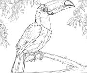 Coloriage Toucan Toco de la For&ecirc;t tropicale