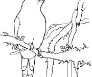 Coloriage et dessins gratuit Toucanet &eacute;meraude pour enfants à imprimer