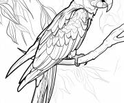 Coloriage Un adorable Ara
