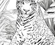 Coloriage Un Jaguar adulte